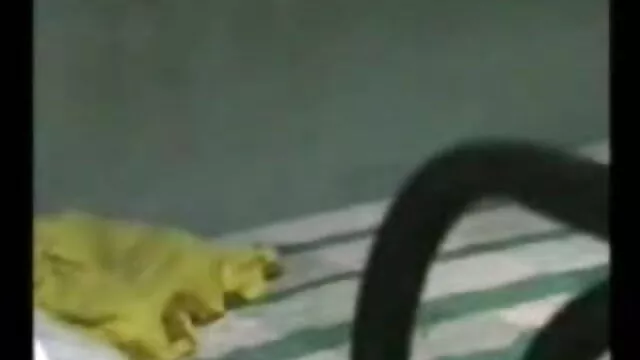 बीबीडब्ल्यू गड़बड़ हो फुल एचडी में सेक्सी मूवी जाता है